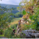 Nea Baticu Memorial - 3 New Multi-Pitch Routes in Șuncuiuș Nea Baticu Memorial - 3 New Multi-Pitch Routes in Șuncuiuș