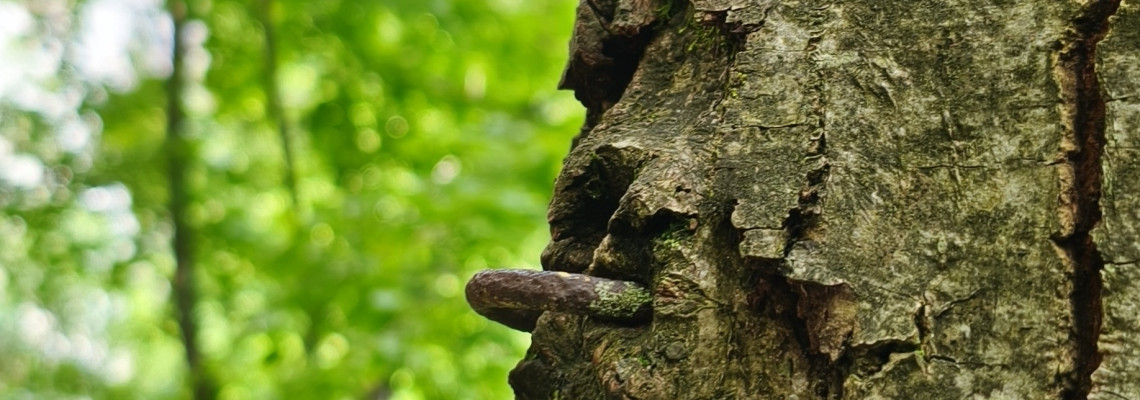 The Piton from the Tree from Sun's Gate